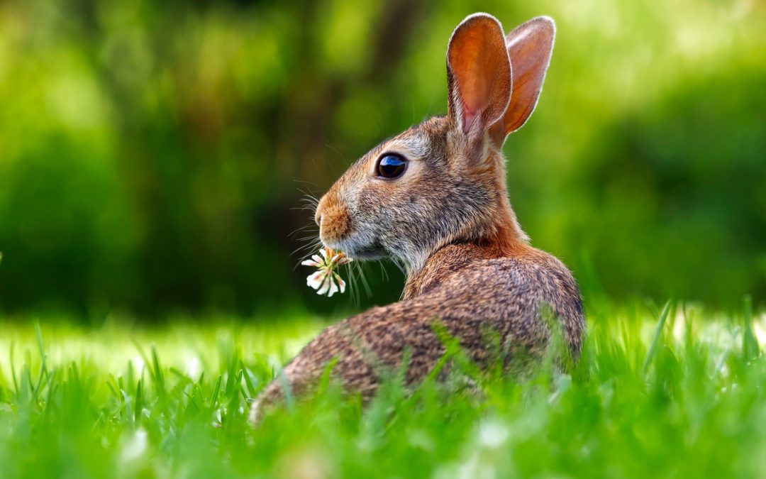 How people in US celebrates The Year of the Rabbit